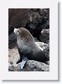 Incorrectly named Galapagos Fur Seals, they are really Sea Lions with  external ear-like pinnae flaps